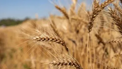 خرید تضمینی گندم در لرستان از مرز ۳۲۶ هزار تن گذشت